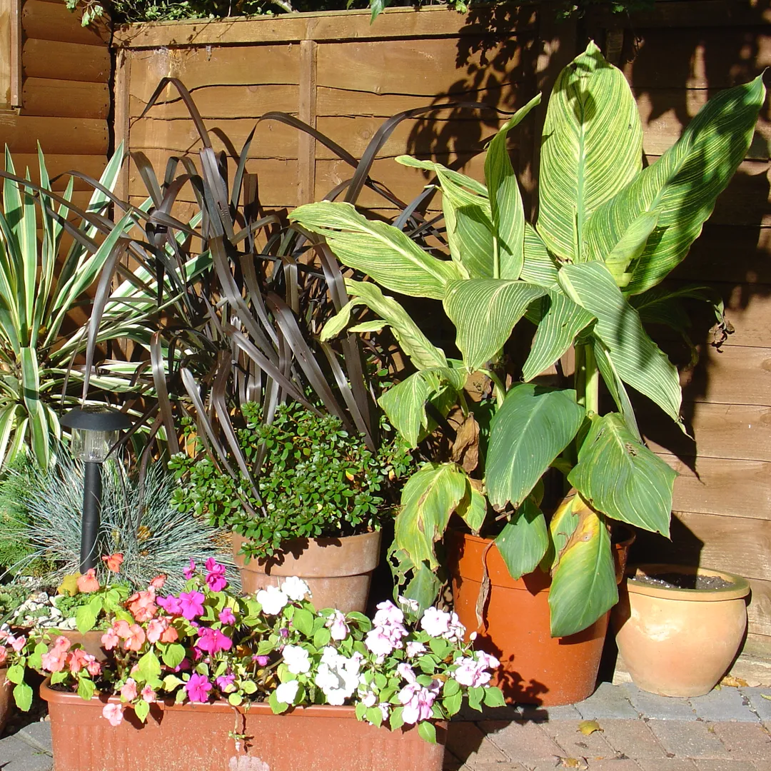 Macetas con plantas y flores en un patio soleado