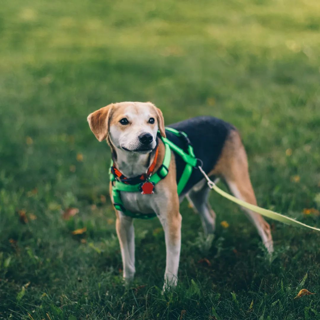 Perro beagle con arnés verde de pie sobre la hierba